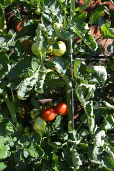Tomate "Moneymaker"